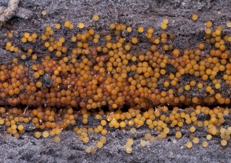 Nectria peziza